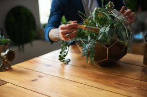 como cuidar das plantas