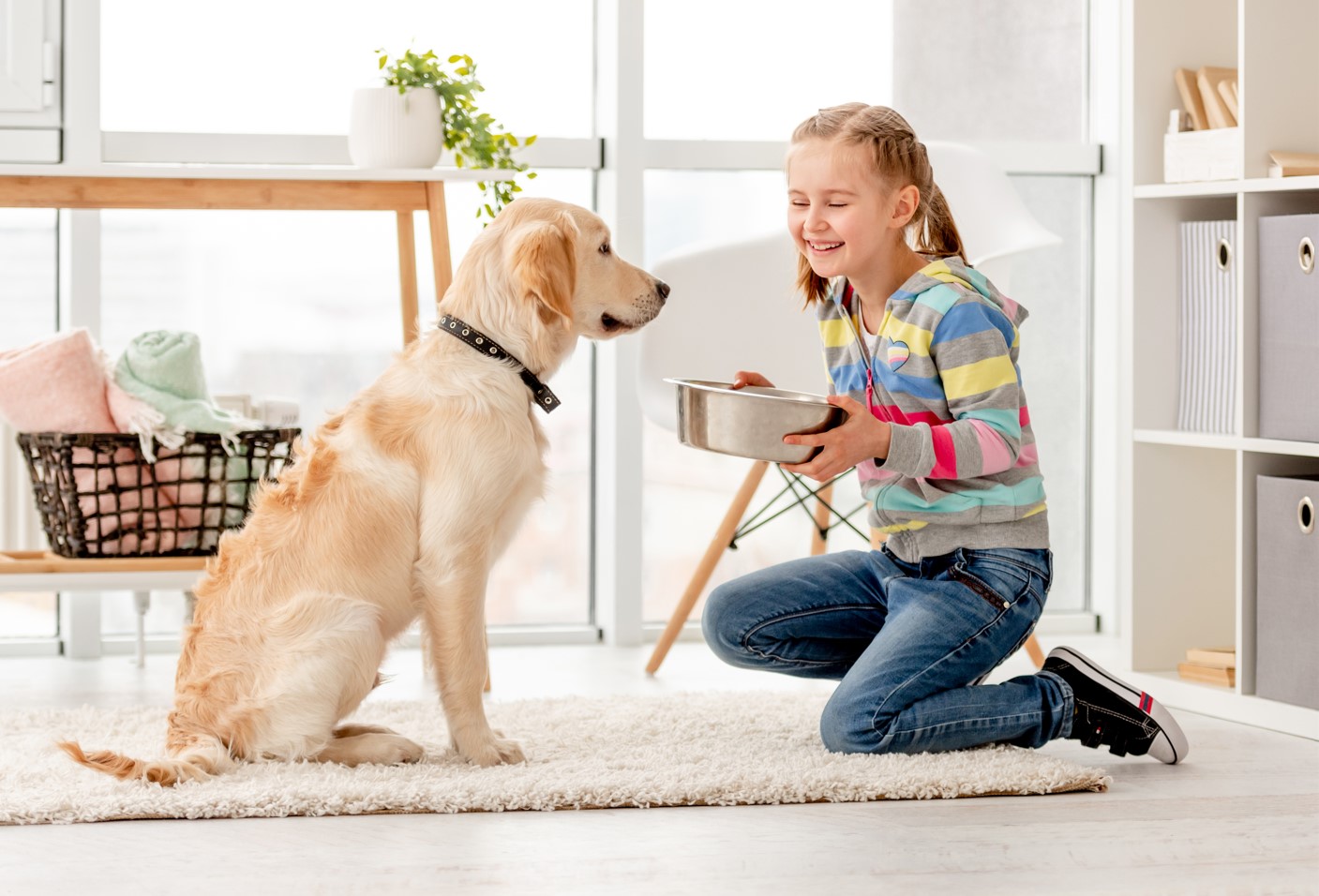 alimentação pet