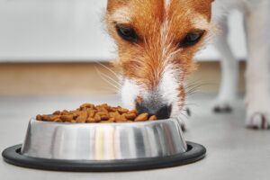 alimentação pet