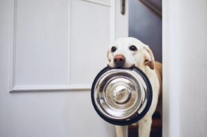 alimentação pet