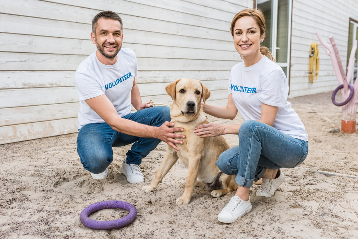 voluntários ajudando ONG de animais