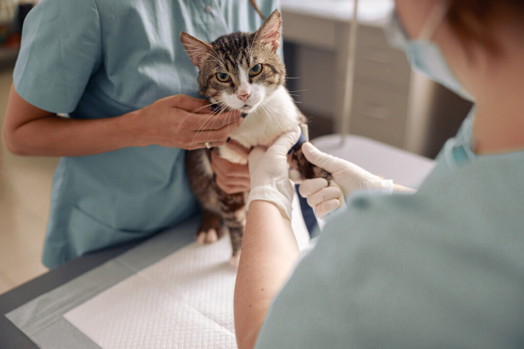 veterinário examinando gato - ONG de animais