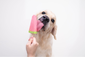 Cachorro lambendo um picolé natural de melancia