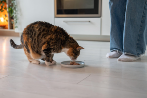 Gato comendo petiscos naturais de atum em seu comedouro