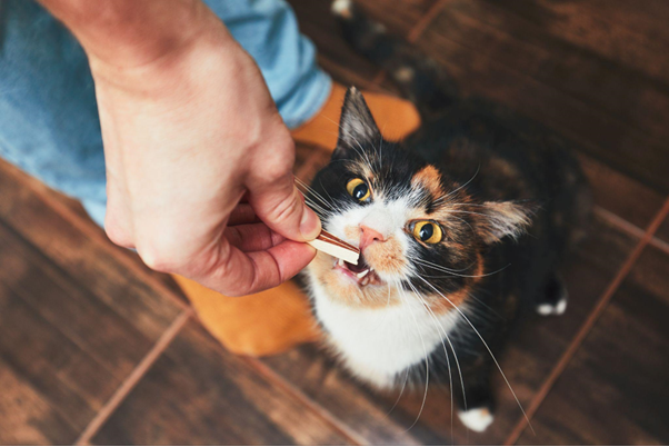 Pessoa dando um petisco natural para um gato