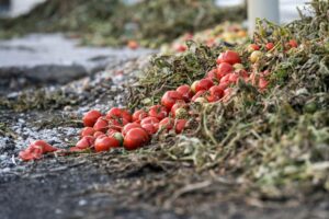 Tomates jogados no lixo