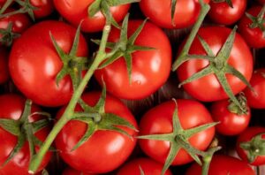 Grupo de tomate caqui ainda nos ramos verdes, exibindo tamanho grande, formato arredondado e cor vermelha intensa.