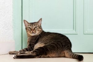 Gato adulto listrado deitado confortavelmente em frente a uma porta verde, ilustrando a maturidade onde a ração para gatos por idade foca na manutenção de peso.