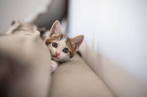 Filhote de gato branco e malhado espiando por trás de uma almofada no sofá, fase ideal para introduzir a ração para gatos por idade correta para crescimento.
