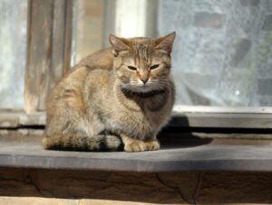 Gato idoso de pelagem marrom e cinza sentado em um parapeito ao sol, representando a fase que exige ração para gatos por idade específica para sêniores.