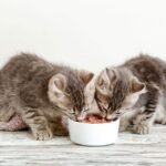 Dois gatinhos pequenos comendo alimento úmido em uma tigela branca, destacando a importância da ração para gatos por idade desde os primeiros meses.