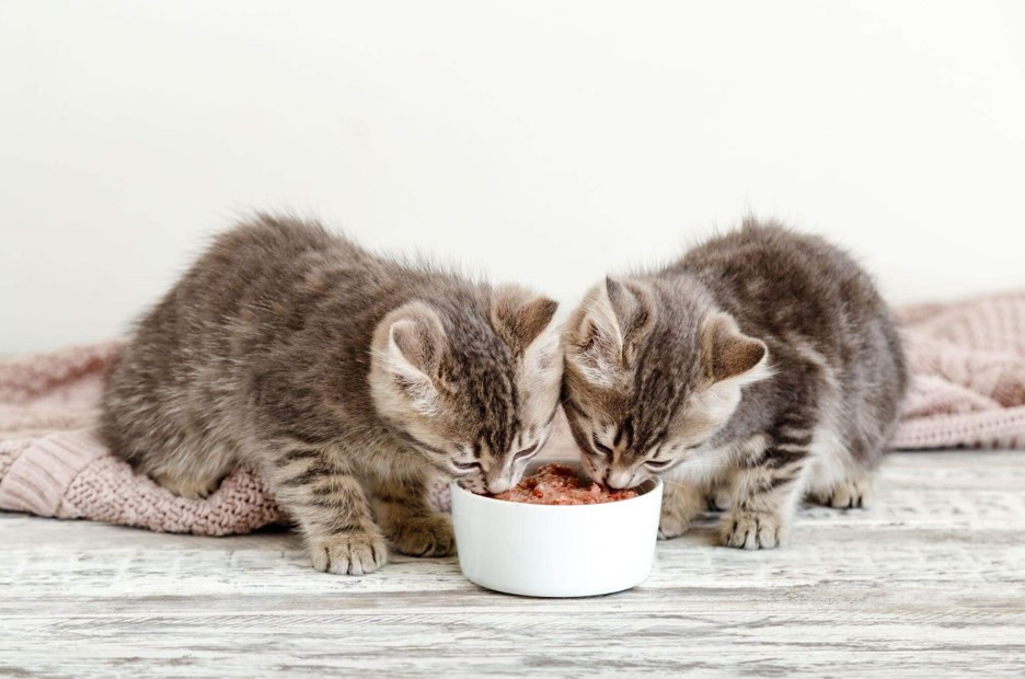 Dois gatinhos pequenos comendo alimento úmido em uma tigela branca, destacando a importância da ração para gatos por idade desde os primeiros meses.