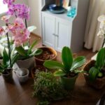 Como cuidar de orquídeas em casa e fazê-las florescer o ano todo