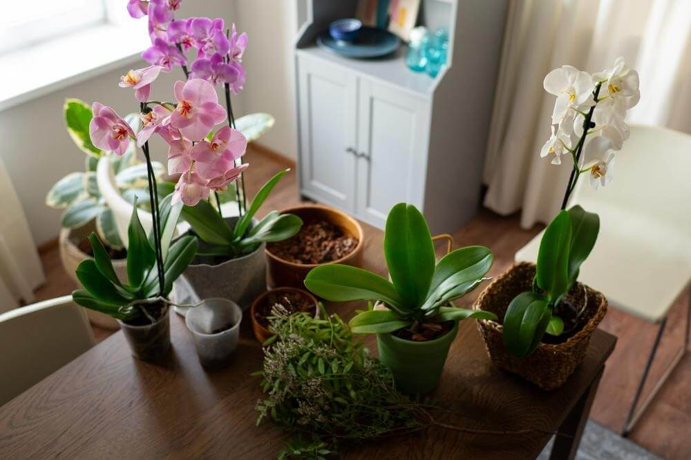 Como cuidar de orquídeas em casa e fazê-las florescer o ano todo
