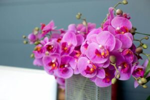 Iluminação e ambiente: o segredo para cuidar bem das orquídeas