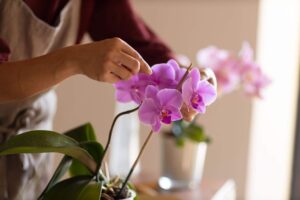 Floricultora fazendo o replantio de orquídeas. 